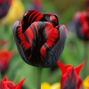 Тюльпан Блэк Перрот купить по цене от 351р. в интернет-магазине «Посадика» с доставкой почтой в в Ворсмае и по всей России – [изображение №1].