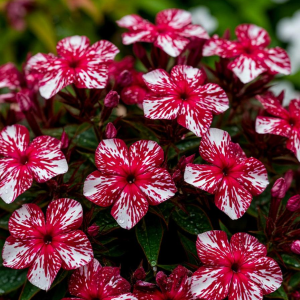 Флокс Ливер Гриммер купить по цене от 590р. в интернет-магазине «Посадика» с доставкой почтой в в Ворсмае и по всей России – [изображение №1].