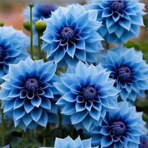 Георгин Вижапе купить по цене от 699р. в интернет-магазине «Посадика» с доставкой почтой в в Ворсмае и по всей России – [изображение №1].