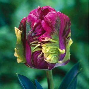 Тюльпан Экзотик Хэвен купить по цене от 186р. в интернет-магазине «Посадика» с доставкой почтой в в Ворсмае и по всей России – [изображение №1].