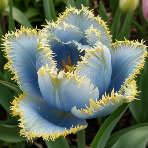 Тюльпан Махровый Амплуа купить по цене от 199р. в интернет-магазине «Посадика» с доставкой почтой в в Ворсмае и по всей России – [изображение №1].