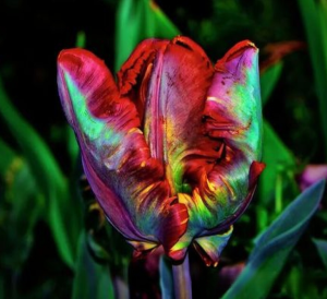 Тюльпан Эирпрайз купить по цене от 270р. в интернет-магазине «Посадика» с доставкой почтой в в Ворсмае и по всей России – [изображение №1].