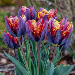 Тюльпан Опал Дрим купить по цене от 207р. в интернет-магазине «Посадика» с доставкой почтой в в Ворсмае и по всей России – [изображение №1].